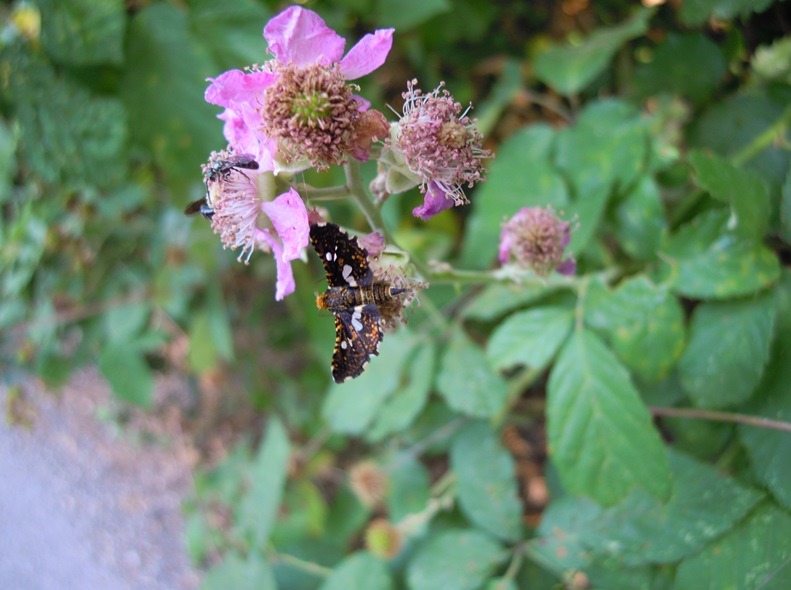 Thyris fenestrella - Thyrididae...........dal Trentino